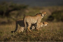 Tình anh em kỳ lạ của đôi báo đốm hoang dã 