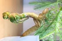 Rợn người màn lột xác đau đớn của chuồn chuồn 