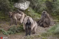 Loài khỉ lạ lùng có bờm cực điệu, hút ánh nhìn lần đầu tiên