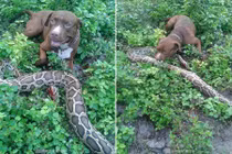 Chó Pit bull liều mình cắn chết trăn khổng lồ cứu đàn gà