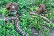 Chó Pit bull liều mình cắn chết trăn khổng lồ cứu đàn gà