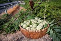 Na xứ Lạng “bay vèo” từ trên núi cao xuống như trong phim