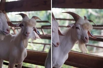 Con dê đẹp trai như thần tượng Kpop ai cũng mê