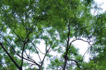 Hé lộ "sốc" về cây treo cổ, khiến hoàng đế tình nguyện chết 