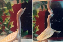 Sửng sốt "quái" rùa dị dạng giống hệt khủng long 