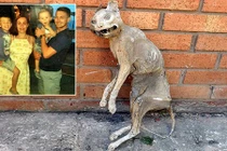 Kinh dị tìm thấy xác ướp mèo 30 năm khi xây nhà 