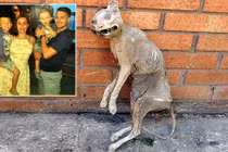 Kinh dị tìm thấy xác ướp mèo 30 năm khi xây nhà 