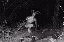 Những quái vật gây khiếp hãi nhất vòng quanh thế giới