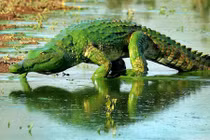 Cá sấu khổng lồ xanh lét gây khiếp đảm