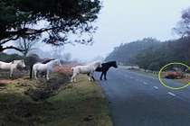 Khi loài ngựa cũng có cảm xúc lặng người đầy đau thương này
