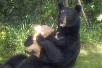 Gấu đen hung dữ vặt cả cổ hươu nhựa để ăn 