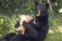 Gấu đen hung dữ vặt cả cổ hươu nhựa để ăn 