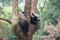 Trời lạnh, đang tình tứ bị "tiểu tam" phá đám, gấu trúc nổi điên