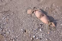 Cảnh sát thấy áo ngực trên bãi cát, lại gần phát hiện kinh hoàng...