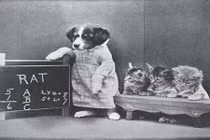 Ảnh cực hiếm chó mèo sinh hoạt như người 