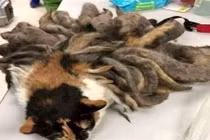 Bắt được sinh vật như hồ ly tinh 9 đuôi, bàng hoàng phát hiện...