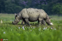 Tê giác “hợp thể” tạo hình ảnh siêu ngầu, như quái vật 2 đầu