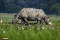 Tê giác “hợp thể” tạo hình ảnh siêu ngầu, như quái vật 2 đầu