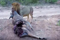 Sư tử bẩn tính cướp thịt linh dương của báo đốm