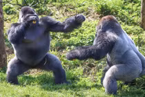 Kịch tính cảnh khỉ đột khổng lồ đấu quyền anh 