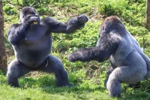 Kịch tính cảnh khỉ đột khổng lồ đấu quyền anh 