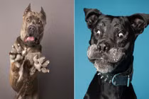 Chết cười những khoảnh khắc cực thốn của chó cưng