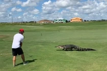 Cá sấu đi ngang thách thức, tay golf hành động lạ lùng 