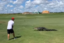 Cá sấu đi ngang thách thức, tay golf hành động lạ lùng 