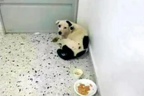 Chuyện lạ hôm nay: Bị chủ bỏ rơi, chó đau buồn nhịn đói đến chết 