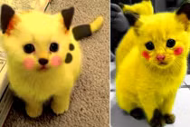 Chết mê những con Pikachu mèo cực đáng yêu 