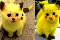Chết mê những con Pikachu mèo cực đáng yêu 