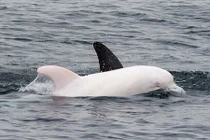 Sửng sốt phát hiện cá heo bạch tạng cực hiếm 