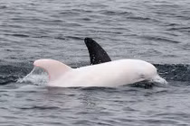 Sửng sốt phát hiện cá heo bạch tạng cực hiếm 