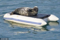 Hải cẩu "bá đạo", chiếm thuyền hơi lật làm giường riêng