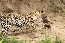 Kịch tính cảnh báo hoa mai săn giết lợn rừng