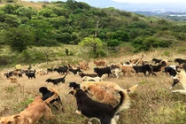 Cận cảnh vùng đất thần tiên của những con chó mồ côi