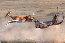 Linh dương “mở đường máu” thoát khỏi nanh vuốt báo đốm