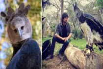 Choáng váng đại bàng khổng lồ "bản đời thực thần điêu đại hiệp"