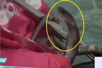 Chó cưng sủa liên tục, cô gái lật chăn, phát hiện điều rùng rợn