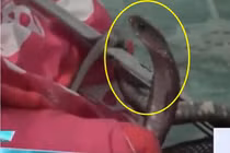 Chó cưng sủa liên tục, cô gái lật chăn, phát hiện điều rùng rợn