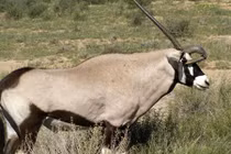 Kinh ngạc linh dương với đôi sừng kỳ lạ có "1-0-2"