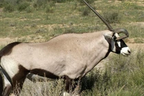 Kinh ngạc linh dương với đôi sừng kỳ lạ có "1-0-2"