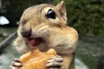 Sóc chuột siêu đáng yêu mò đến sân xin làm bạn với người