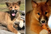 Đại bàng đánh rơi "chó con", xét nghiệm ADN phát hiện điều kỳ diệu