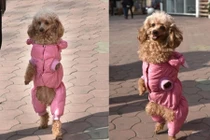 Sự thật đằng sau việc chó đi hai chân siêu đáng yêu