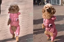 Sự thật đằng sau việc chó đi hai chân siêu đáng yêu