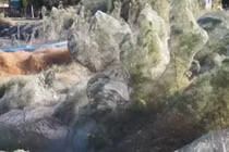 Video: Bí ẩn mạng nhện khổng lồ nhuộm trắng bờ biển Hy Lạp