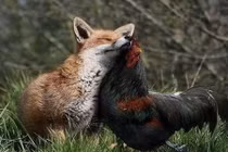 Những tình bạn động vật đáng ngạc nhiên nhất thế giới