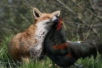 Những tình bạn động vật đáng ngạc nhiên nhất thế giới