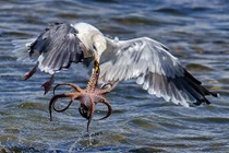 Bạch tuộc kịch chiến chim mòng biển tìm đường sống 